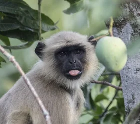 $f089.webp