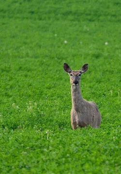 $Whitetail Doe.webp