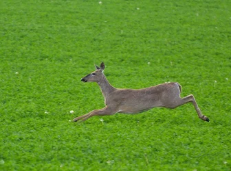 $Whitetail Running.webp