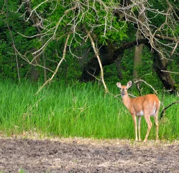 $Whitetail Doe Standing.webp