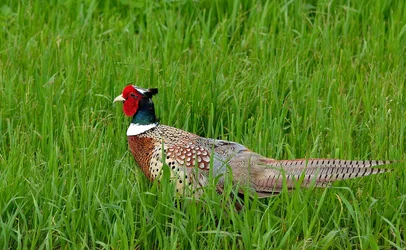 $Rooster.webp