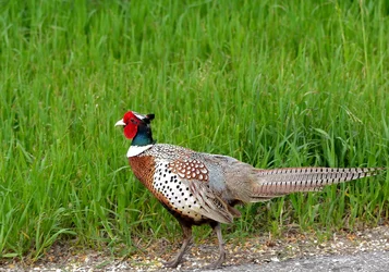 $Pheasent Rooster.webp