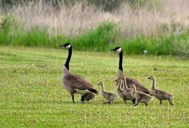$Canada Geese Gaggle.webp