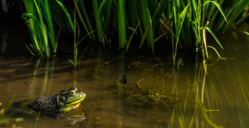 $Bull Frog Reflection.webp