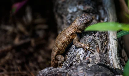 $Eastern Fence Lizard.webp