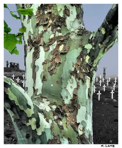 $Tree of war 400.webp