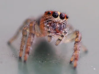 $jump spider.webp