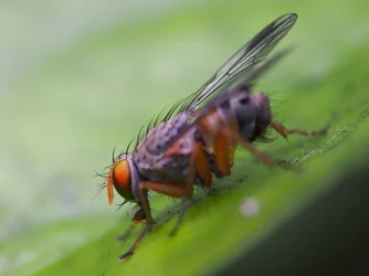 $super fly.webp
