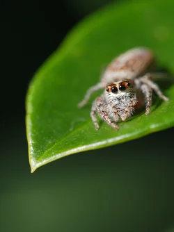 $spider.webp