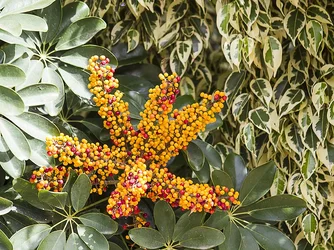 $yellow and red berries.webp