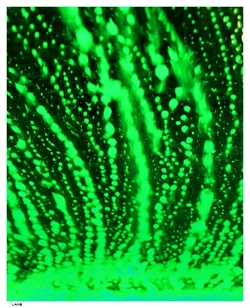$Green Car wash400.webp $Green Car wash400.webp