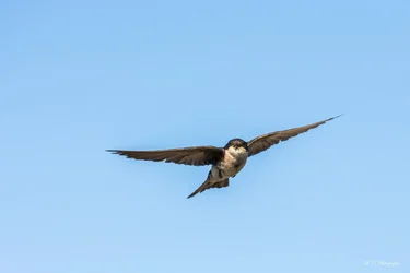 $Tree Swallow BIF resized.webp $Tree Swallow BIF resized.webp