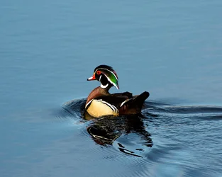 $wood duck 1.webp