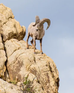$Sheep on the Rocks small.webp