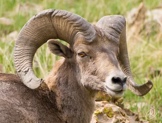 $Sheep up Close small 2.webp