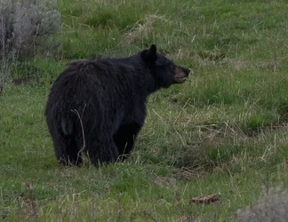 $Black Bear VI-302101.webp