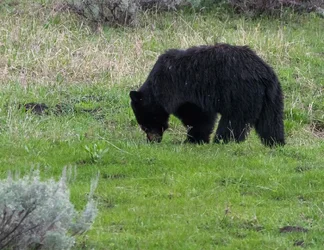 $Black Bear IV-302057.webp