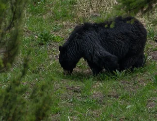 $Black Bear I-301985.webp