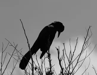 $Honored B_W.webp