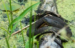 $Common Water Snake.jpg