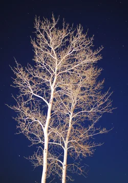$night tree.webp