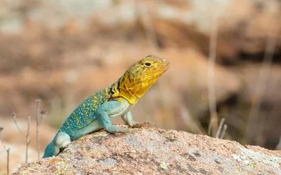 $lizard1.webp