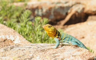 $lizard2.webp