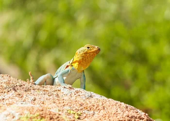 $lizard3.webp