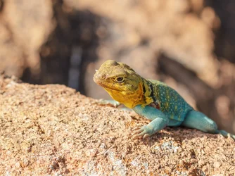 $lizard4.webp
