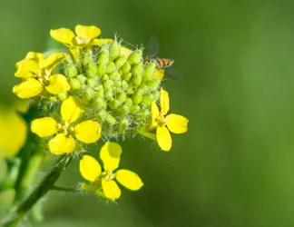 $yellow weed.webp