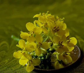 $yellow weed 4.webp