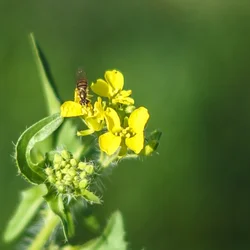 $yellow weed 2.webp