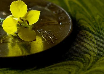 $yellow weed 3.webp