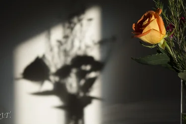 $Still Life #2_007.webp