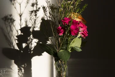 $Still Life #2_111.webp