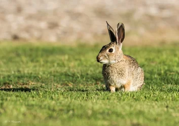 $wabbit lnp-1 resized.webp