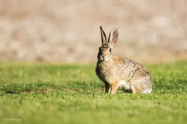$wabbit lnp-2 resized.webp