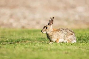 $wabbit lnp-3 resized.webp