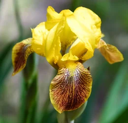 $Yellow Bearded Iris in Bloom1.webp