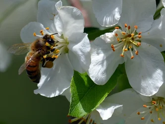 $Nat Geo busy Bee.webp