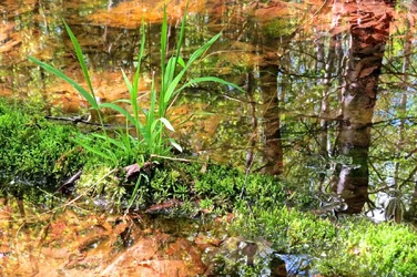 $grassnearwater1.webp