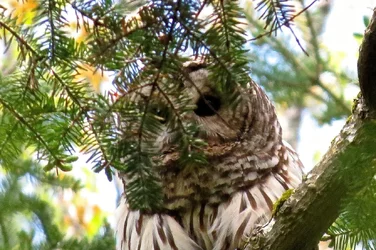 $Barred Owl.webp