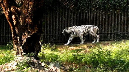$White tiger.webp