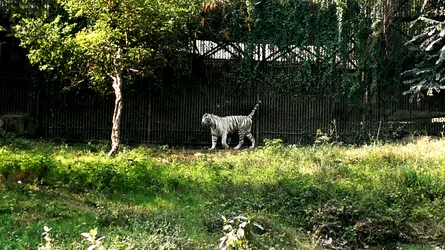 $white tiger 2.webp
