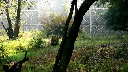 $lion.webp