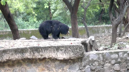 $Black Bear.webp