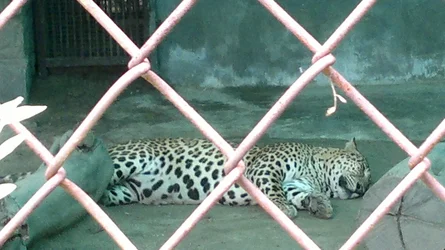 $Leopard.webp
