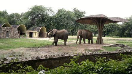 $Elephant.webp