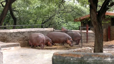 $Hippo.webp