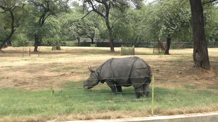 $Rhino.webp